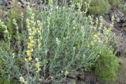 <strong>Lavinia Selli - Methodological framework to select plant species for controlling rill and gully erosion: application to a Mediterranean ecosystem,S. De Baets, J. Poesen, B. Reubens, B. Muys, J. De Baerdemaeker and J. Meersmans - Article</strong><br />© 